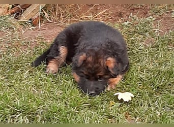 DSH-Welpen zu verkaufen