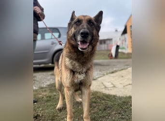 Perla - ein Prachtexemplar wartet im Tierheim