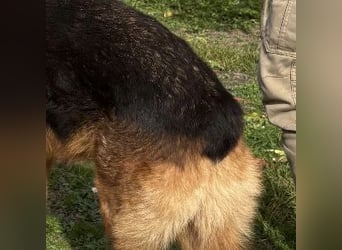 Max ein wahrer Kämpfer