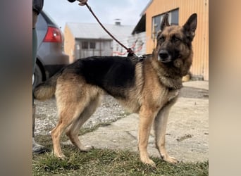 Perla - ein Prachtexemplar wartet im Tierheim