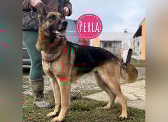 Perla - ein Prachtexemplar wartet im Tierheim