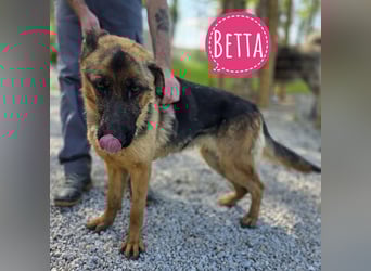 Betta vermisst den richtigen Anschluss