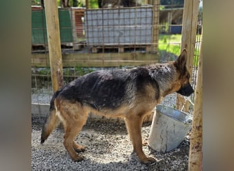 Betta vermisst den richtigen Anschluss