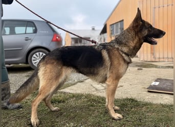 Perla - ein Prachtexemplar wartet im Tierheim