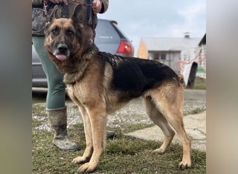 Perla - ein Prachtexemplar wartet im Tierheim