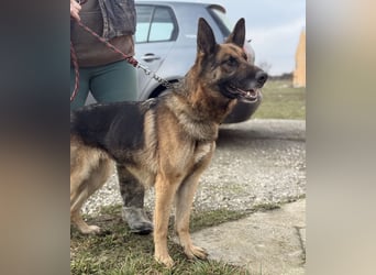 Perla - ein Prachtexemplar wartet im Tierheim