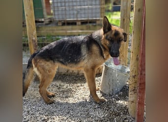 Betta vermisst den richtigen Anschluss