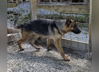 Betta vermisst den richtigen Anschluss