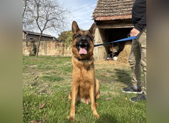 Max ein wahrer Kämpfer