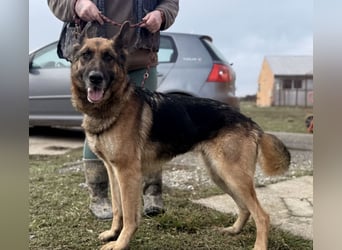 Perla - ein Prachtexemplar wartet im Tierheim