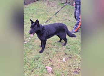 sportlicher Familienhund