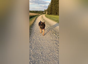 Verkaufe Deutschen Schäferhundrüde