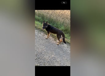Verkaufe Deutschen Schäferhundrüde