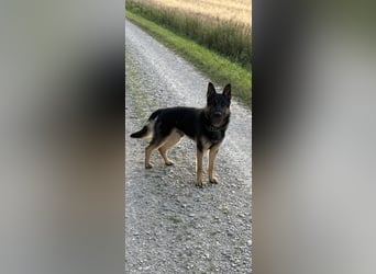 Verkaufe Deutschen Schäferhundrüde