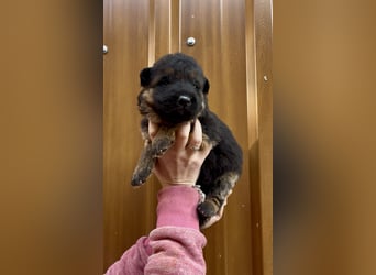 Deutsche Schäferhund Hündinnen Stockhaar suchen neues zu Hause