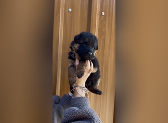 Deutsche Schäferhund Hündinnen Stockhaar suchen neues zu Hause