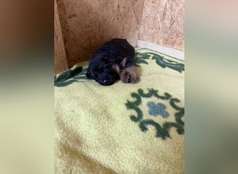 Schäferhundwelpen Hündinnen suchen neues zu Hause