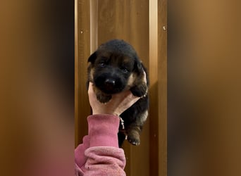 Deutsche Schäferhund Hündinnen Stockhaar suchen neues zu Hause