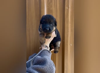 Deutsche Schäferhund Hündinnen Stockhaar suchen neues zu Hause