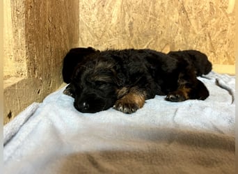 Deutsche Schäferhund Hündinnen Stockhaar suchen neues zu Hause