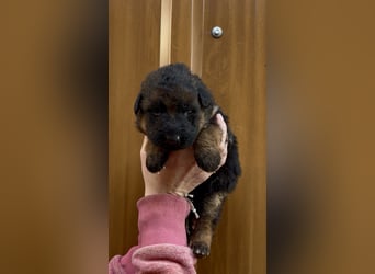 Deutsche Schäferhund Hündinnen Stockhaar suchen neues zu Hause