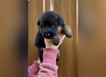 Deutsche Schäferhund Hündinnen Stockhaar suchen neues zu Hause