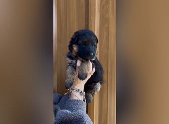 Deutsche Schäferhund Hündinnen Stockhaar suchen neues zu Hause