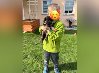 Deutsche Schäferhund Hündinnen Stockhaar suchen neues zu Hause