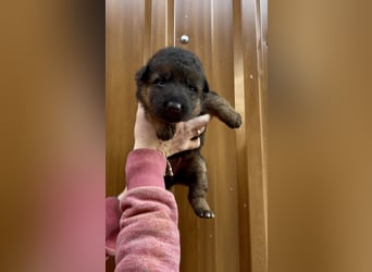 Deutsche Schäferhund Hündinnen Stockhaar suchen neues zu Hause