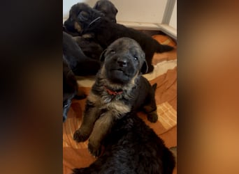 Deutsche Schäferhund Hündinnen Stockhaar suchen neues zu Hause