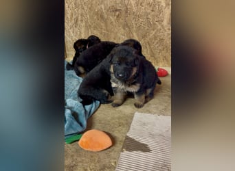 Schäferhundwelpen Hündinnen suchen neues zu Hause