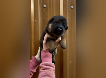 Deutsche Schäferhund Hündinnen Stockhaar suchen neues zu Hause