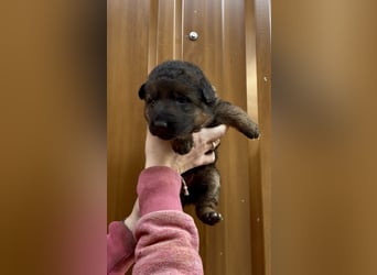 Deutsche Schäferhund Hündinnen Stockhaar suchen neues zu Hause