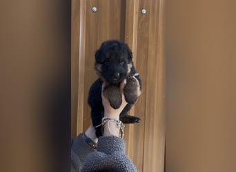 Deutsche Schäferhund Hündinnen Stockhaar suchen neues zu Hause