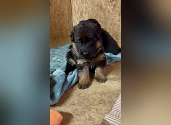 Schäferhundwelpen Hündinnen suchen neues zu Hause