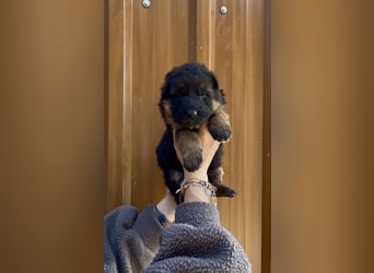 Deutsche Schäferhund Hündinnen Stockhaar suchen neues zu Hause