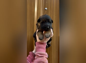 Deutsche Schäferhund Hündinnen Stockhaar suchen neues zu Hause