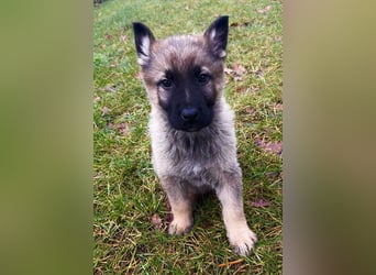 Sehr schöne kräftige Schäferhund Welpen zu verkaufen.