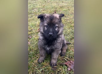 Sehr schöne kräftige Schäferhund Welpen zu verkaufen.