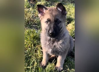 Sehr schöner kräftiger altdeutscher Schäferhund Welpe zu verkaufen.