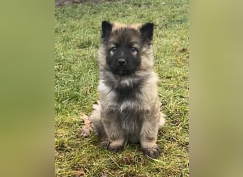 Sehr schöne kräftige Schäferhund Welpen zu verkaufen.