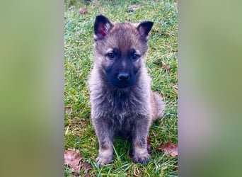 Sehr schöne kräftige Schäferhund Welpen zu verkaufen.