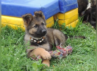 Liva