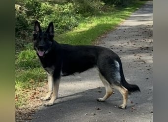 Deutsche Schäferhund Welpen