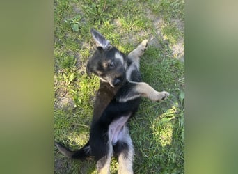Deutsche Schäferhund Welpen