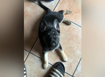 Deutsche Schäferhund Welpen