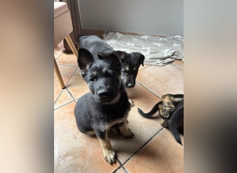 Deutsche Schäferhund Welpen