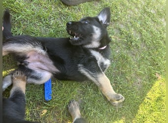 Deutsche Schäferhund Welpen