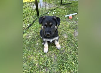 Deutsche Schäferhund Welpen