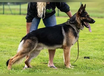 Deutsche Schäferhund Welpen